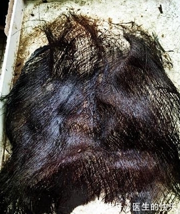 自制|自制“绿萝柱”，3分钟学会，“绿萝”往上爬，叶片脸盆大！