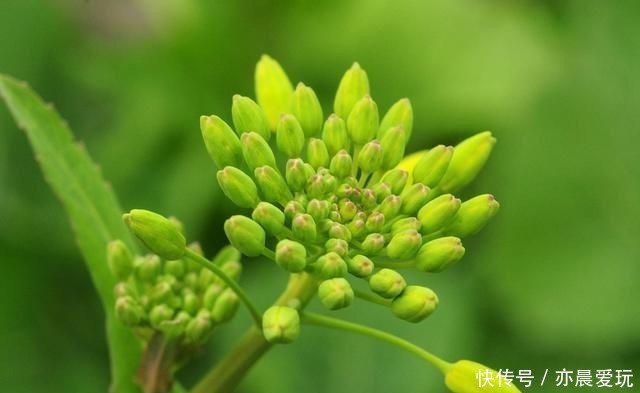  能量|花草体内开花能量“枯竭”，花苞会“诚实”告诉你