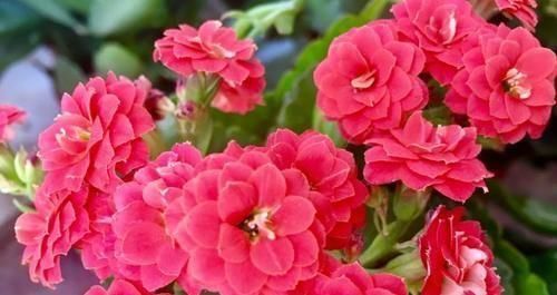 秋季养这几种花,花期长达300天,放在阳台天天是花海,美极了