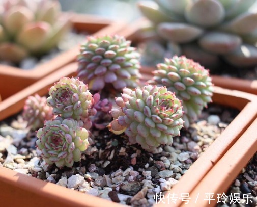 多肉小红衣鲜艳又水润,教你养小红衣的3个小妙招,值得尝试一下