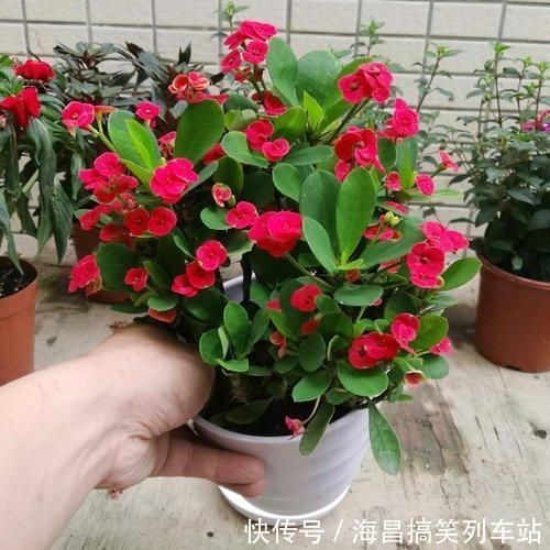 虎刺梅“有毒”，很多人还是养家里，原因只有你一点，看你知道吗