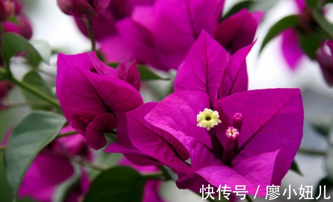 三角梅叶子掉光怎么办?关于三角梅“秃头”问题,注意这几点