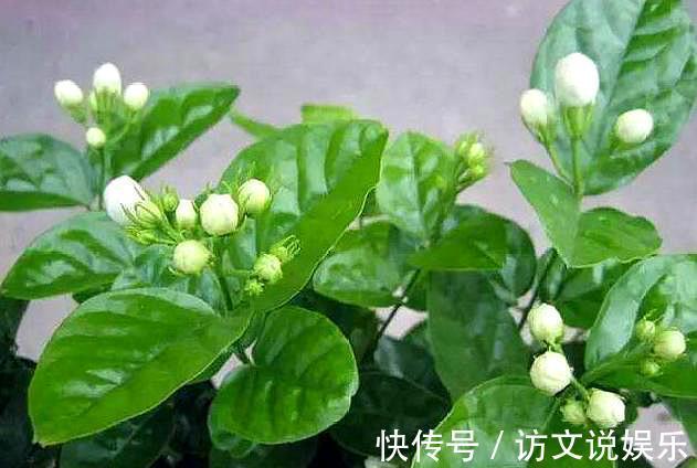 叶片|养茉莉“小窍门”，秒变开花机器，四季开花不断，次次开花都爆盆