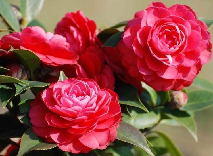 几种花,养在阳台美爆了,一开就是几百天,新手也能轻松养得活!