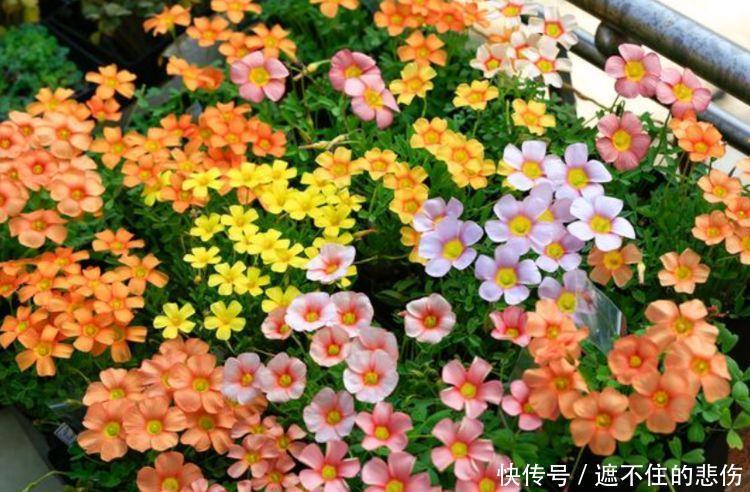  4种花是“爆盆能手”，365天开花不断，一茬茬花开不停