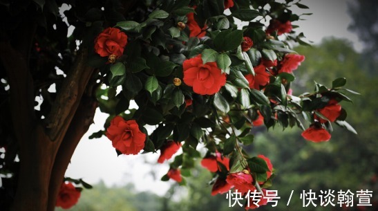 花苞|还在为茶花没开出花苞一事而苦恼?跟着我做这三步,马上变花枝