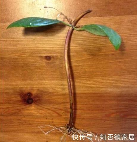 扦插|这五种花儿，一个枝条就能种，爬藤爬满墙，开花又多又漂亮
