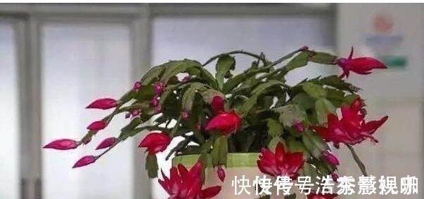 君子兰|君子兰、长寿花、蟹爪兰总不开花,可能盆里缺点它,加一点就开花