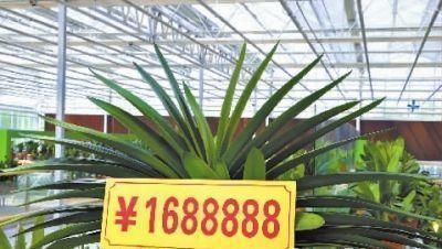 旺宅招财|此花再贵，家里都要养2盆，旺宅招财还养人，价值珍贵增福气