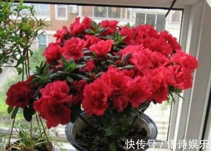 4种花自带财运,好养易活不招虫,四季开花,花色多