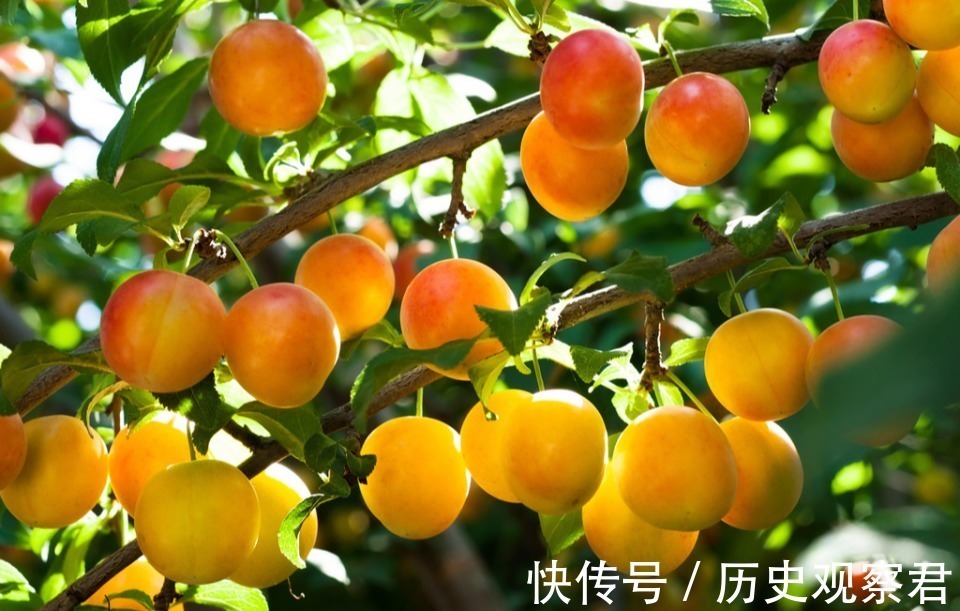 农村老人说“家中有五树，子孙一直富”，说的是哪五树，你家有吗