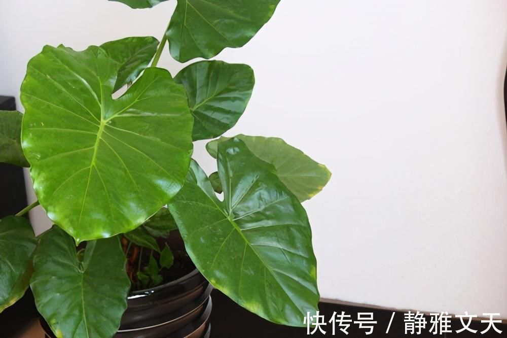 4种有害的花不能放客厅,家有老人小孩要注意,赶紧清理掉