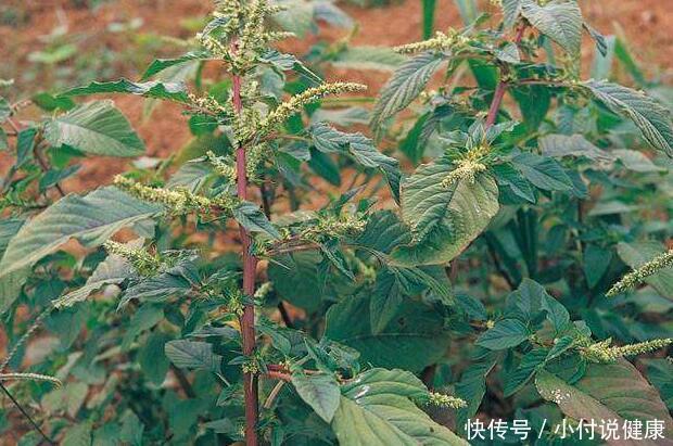 营养|2种常见的野草,嫩叶是菜,根是汤,好吃又营养,药食两用效果好