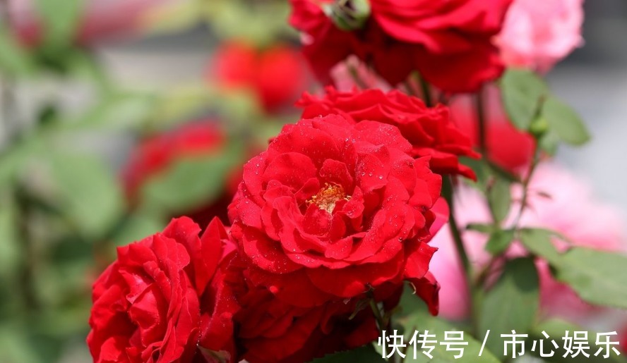 家养月季开花少教你一个小技巧,蹭蹭长花苞,邻居看到问技巧