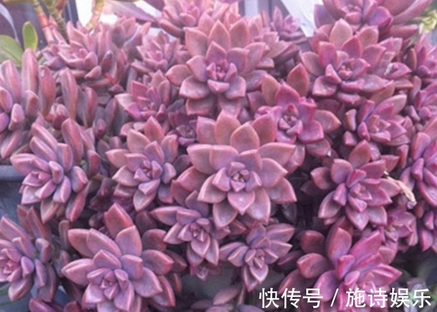 春秋|想养好多肉姬胧月这5个养护技巧要学会!花大爆盆不是梦!