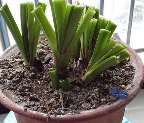 植物|怎么才能拥有天价盆栽君子兰?这么操作,一片叶子就够了