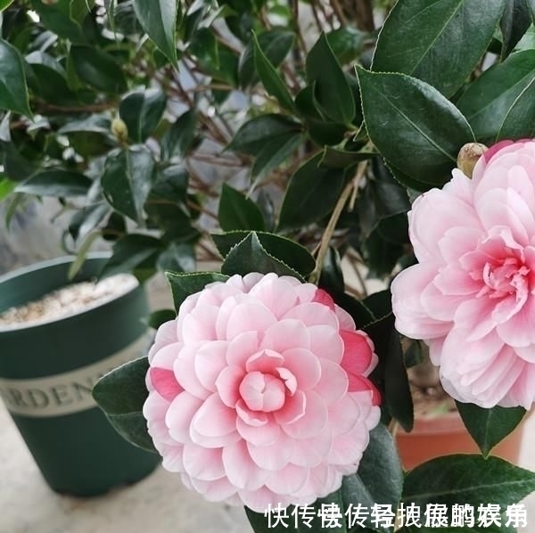 五色赤丹|这种花是世界著名的花,多色的花,美丽的,牡丹不失,容易保养,栽培很有价值