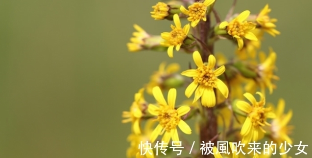 春节后越养越旺,多养不厌的福运花,寓意福寿安康,赶快养起来吧