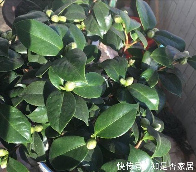 家里养杜鹃、山茶、栀子花,用点几毛钱的它,马上绿油油、花苞多