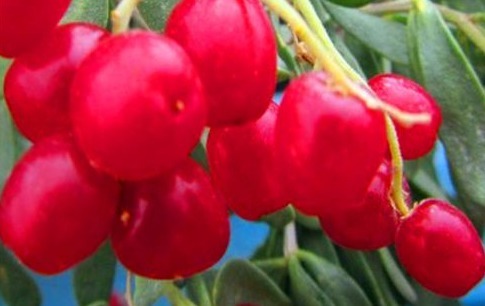 排毒|想长寿先排毒，常吃的食物，促进肝脏解毒，增强体质