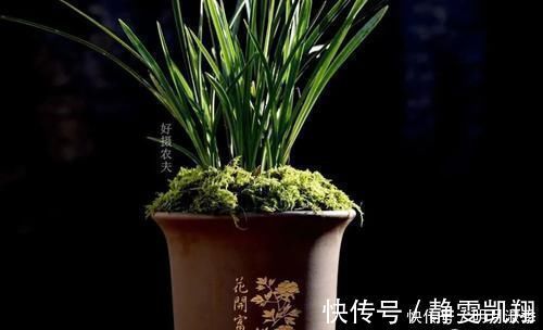 种植兰花为何不用土？原因其实很简单