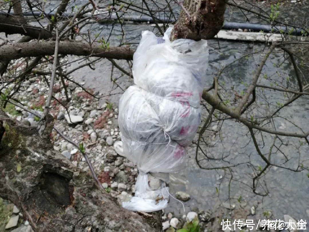 修剪|8月后，6种花别修剪，小心以后不开花