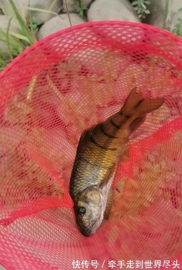 温州炉西大峡谷现“巨型溪石斑”,将近一斤重,已突破体型极限