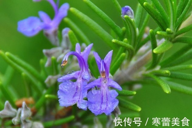 茉莉花|养花就养此“香水花”,比栀子花香,比茉莉花好看,花开200天