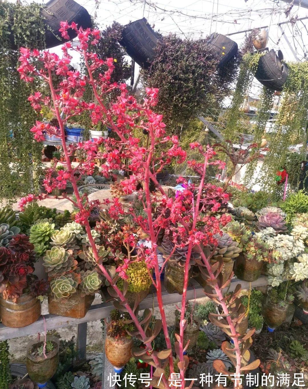 四川大哥养多肉,创意无极限,生活巴适得很!