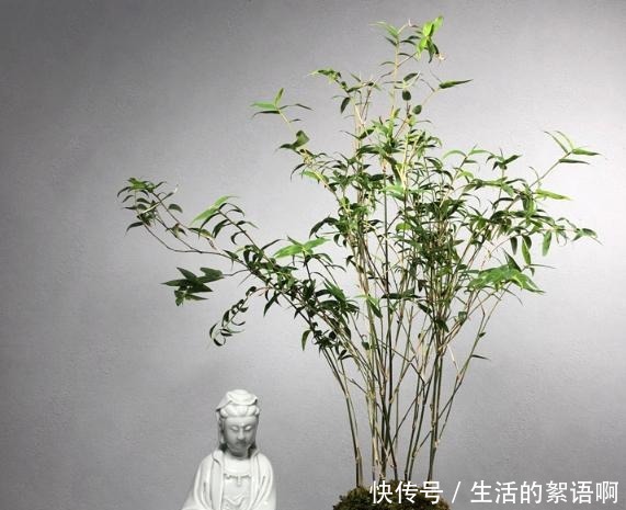 5种盆栽竹,最适合家里养,快看你家有没有!