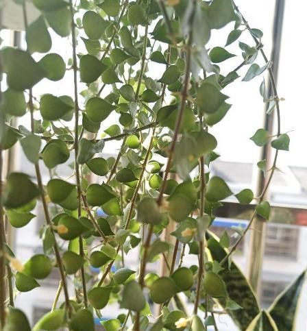 6种花适合吊起来养，挂在窗前，比窗帘还好看