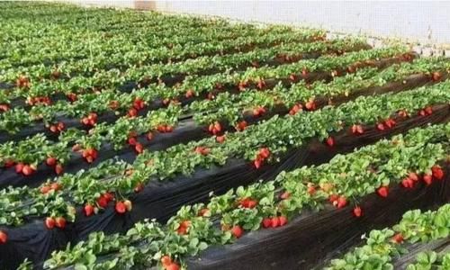 亳州人初春的快乐，你根本想不到！