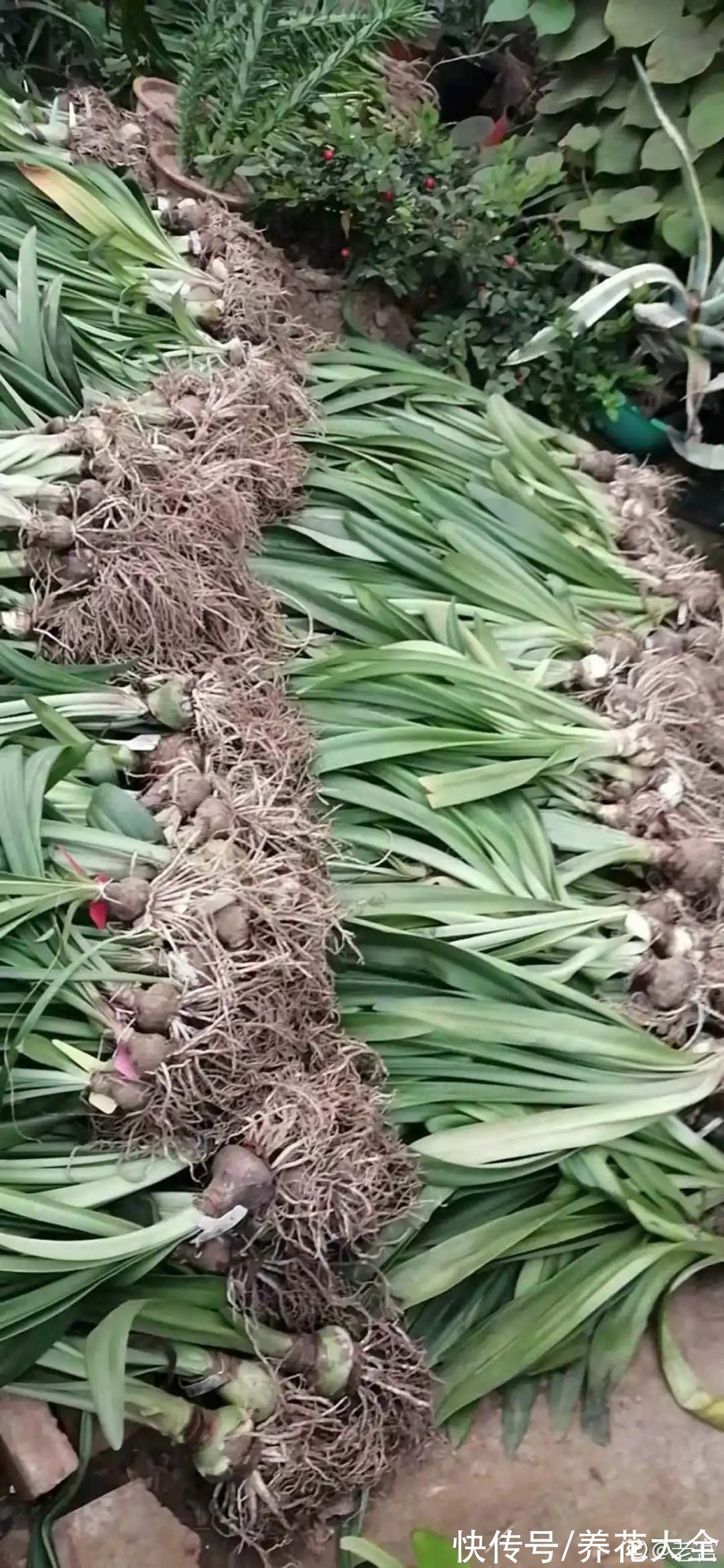 养花大棚倒闭,“贵货花”路边扔了一地,后悔没带个大麻袋