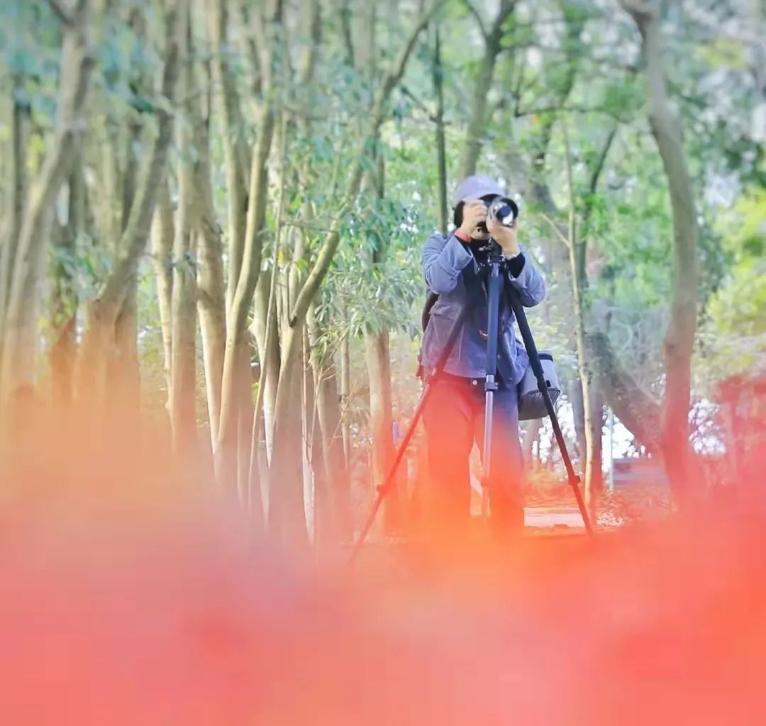 老年公园|看椒江秋与冬“连接”的季节，枝头红得似火、黄得似金（图）