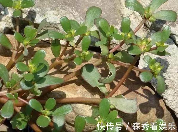 野菜|广西农村最好吃的野菜,很多人叫不出名字,你吃过几种