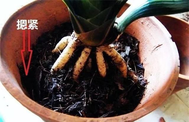 春天给兰花、君子兰换盆，土里多加“1种”小东西，生根快长得旺