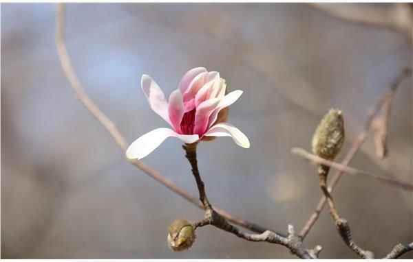 一年春景莫错过，最是花开好时节——到上海滨江森林公园寻找春天