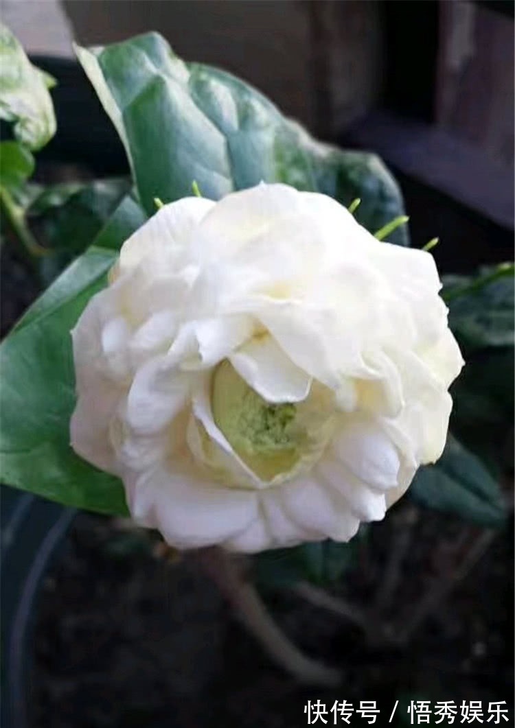 养茉莉，做好“三勤一懒”，茉莉呼呼冒花苞，开花开到深秋去！