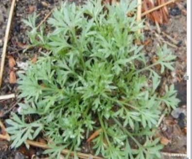 嫩肤|中年人的福音,吃以下食物,补水嫩肤,排毒消脂,气色更好