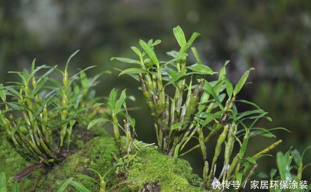 家里有条件养这3种花，开花漂亮价值高，一克就能几百元