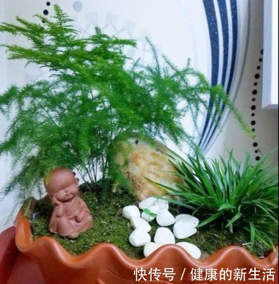  这5种花，天生不能晒，一晒就黄了，不信你就试试！