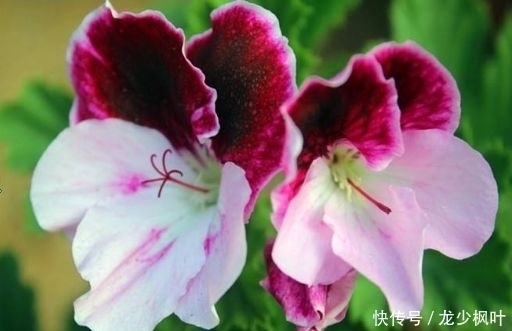 几种超美的花卉,花型独特美观,妖艳妩媚,爆成花海