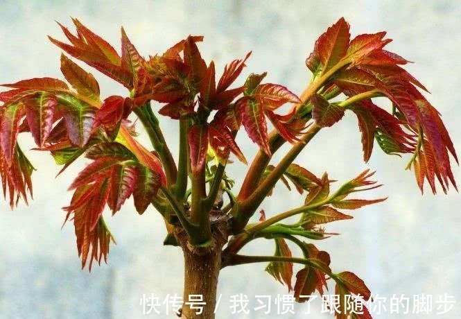 宫颈粘液|女孩子想“一碰就怀孕”那就常吃这4物,帮助排卵,提升受孕率