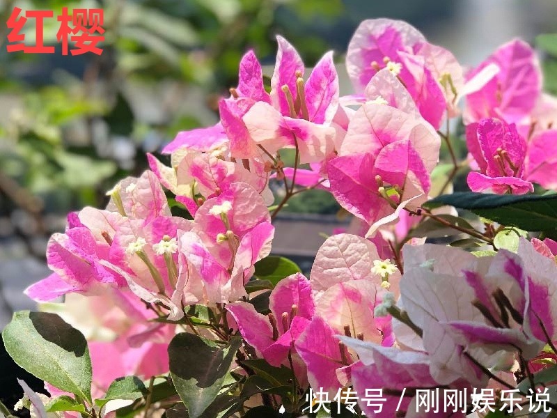 抗病、不招虫的天竺葵,屋里养一盆,开花一茬接一茬