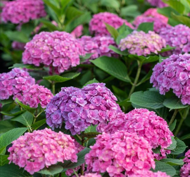 琴叶榕|这些“漂亮花”,7月不修剪,来年没花看,后悔一整年