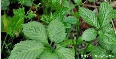 野草|山谷中七片叶子的野草,不是人参却含有人参皂甙,降脂降糖降血压