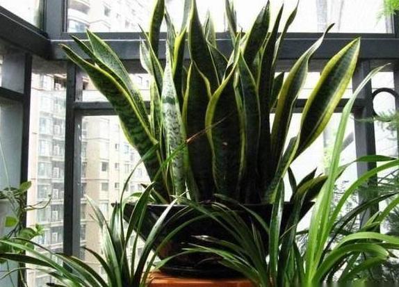 虎皮兰不长新芽挖出来一些土壤,养护得当,短时间内轻松爆盆