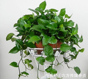 花市常见的3种花，再喜欢也别买，都是智商税，买了吃大亏！