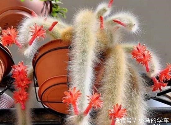 猴尾柱变成“九尾狐”后太美了,听说养好了一盆价值高达两三万哦!