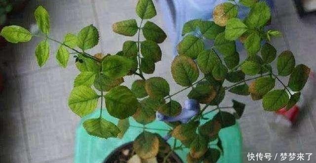 空气干燥|冬天把花搬暖气房就安全了?忽略了这一点,反而被热死!